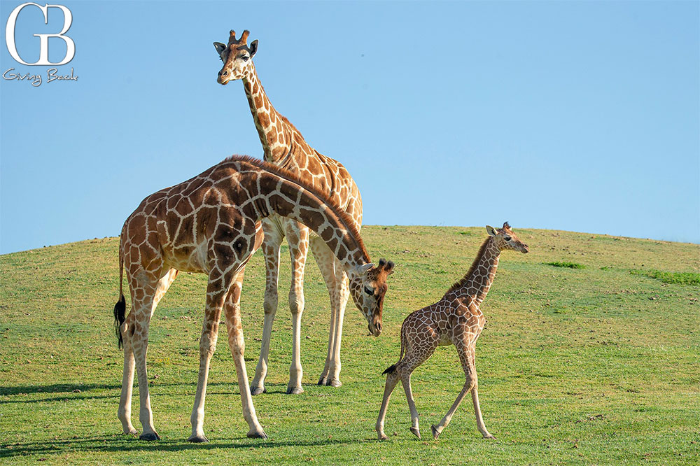 San Diego Zoo Safari Park