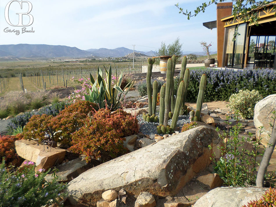 Valle De Guadalupe